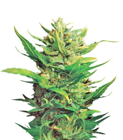 Think Different auto fem