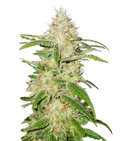 TnT Trichome