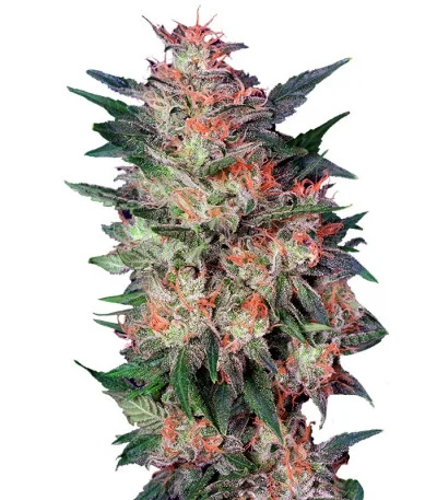 White Widow fem