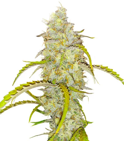 Black Herer Autoflower fem