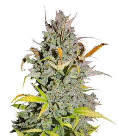 Crystal WW Autoflower fem