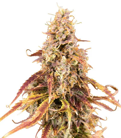 Apricot Auto