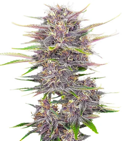 Banana Purple Punch Auto