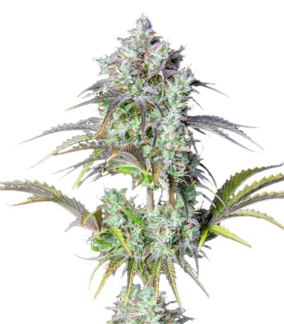 Big Bud Auto fem
