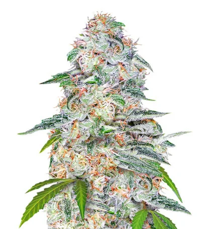 Blue Dream Auto fem