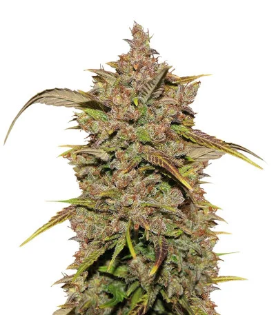CBD Auto 1:1 (CBD Crack) fem