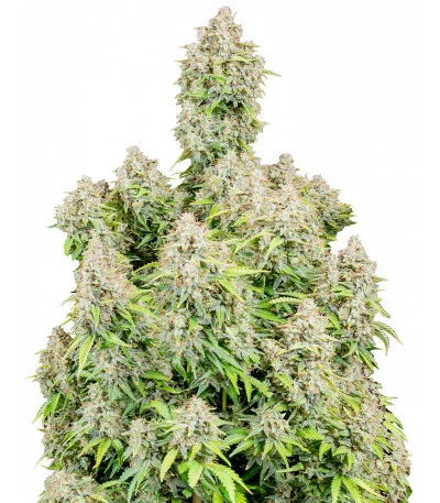Cinderella Auto fem