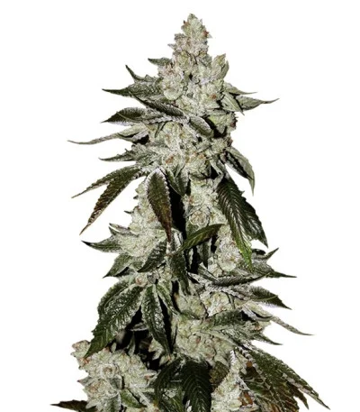 Girl Scout Cookies Auto fem