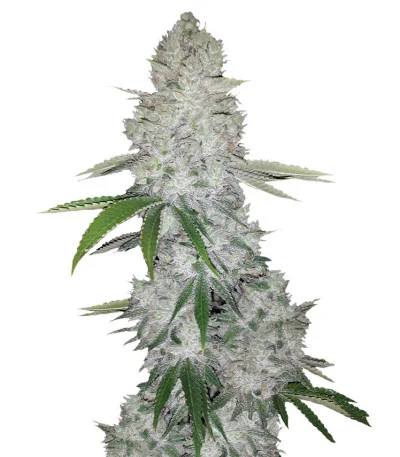 Gorilla Glue Auto fem
