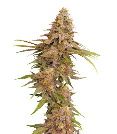 Lemon Mandarin