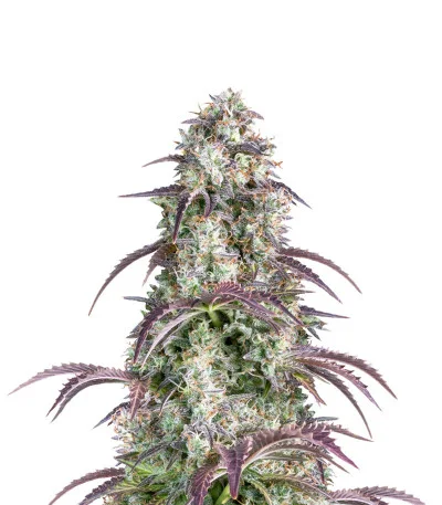 Lemon Pie Auto fem