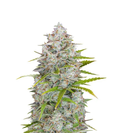 Orange Sherbet Auto fem