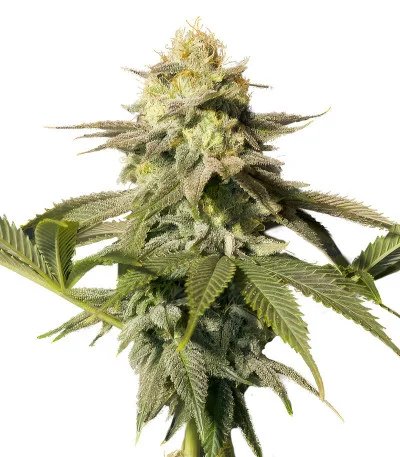 Orange Sherbet FF