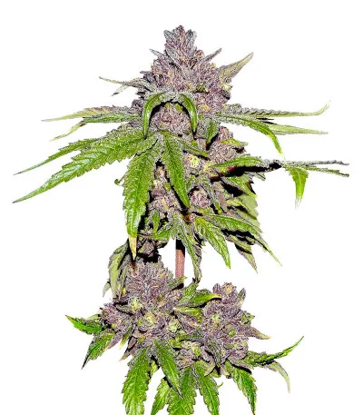 Papaya Sherbet