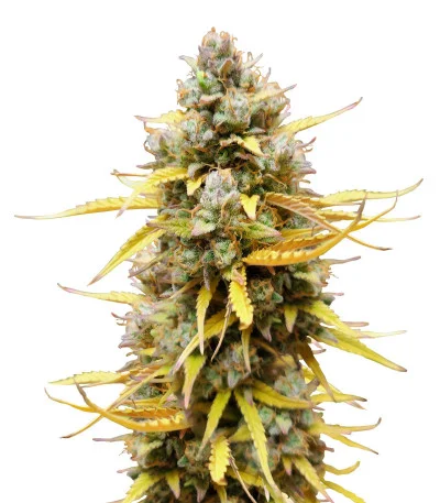 Pound Cake Auto