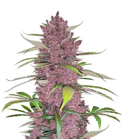 Purple Lemonade Auto fem