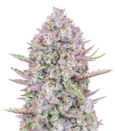 Purple Punch Auto fem