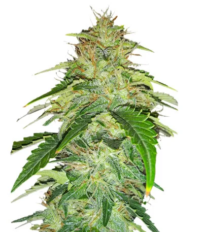 Russian Auto fem