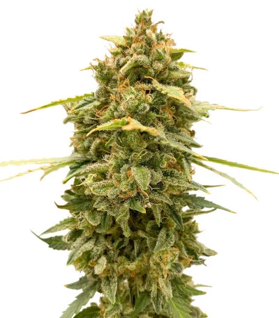 Skunk Auto fem