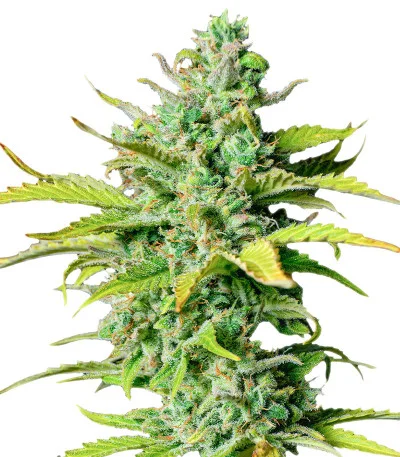 Smoothie Auto fem