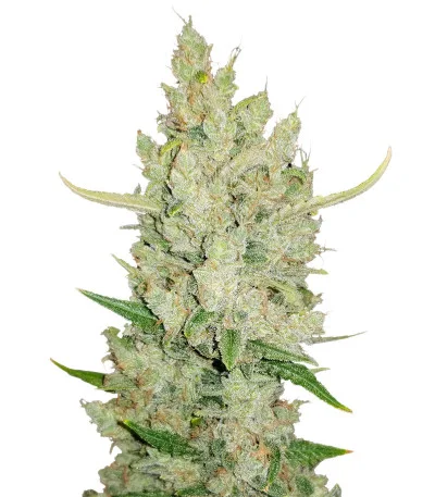 Sour Diesel Auto fem