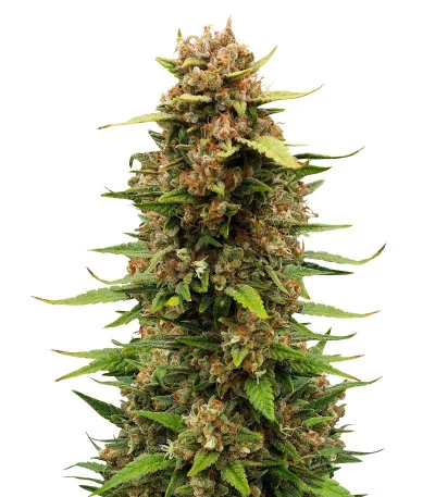 Sour Jealousy Auto