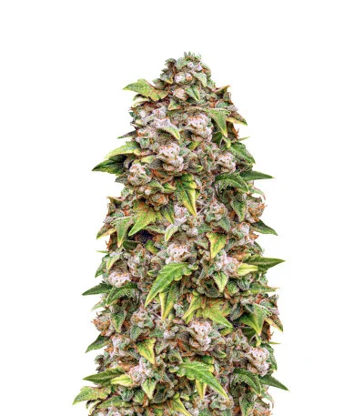 Stardawg Auto fem