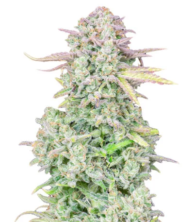 Trainwreck Auto fem