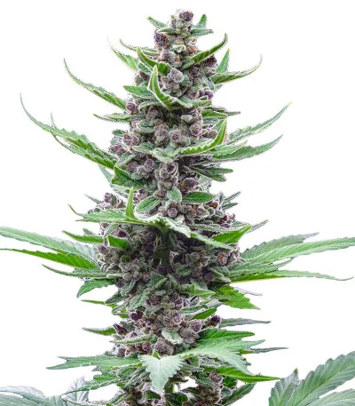 Tropicana Cookies Auto