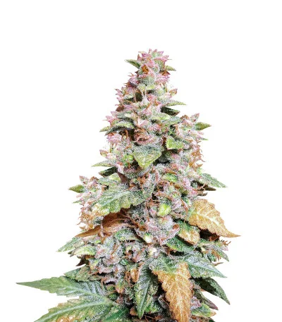 Wedding Cheesecake Auto fem