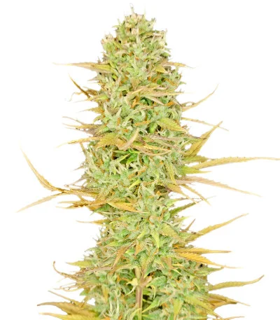White Widow Auto fem