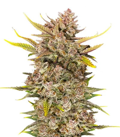 Ztrawberriez Auto
