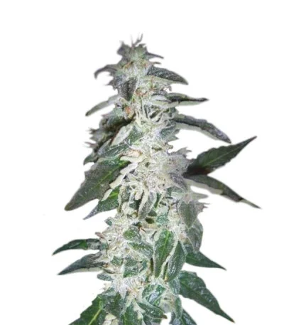 Alaskan Ice fem
