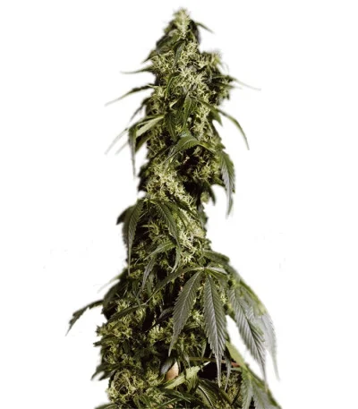Arjan’s Haze #1 fem