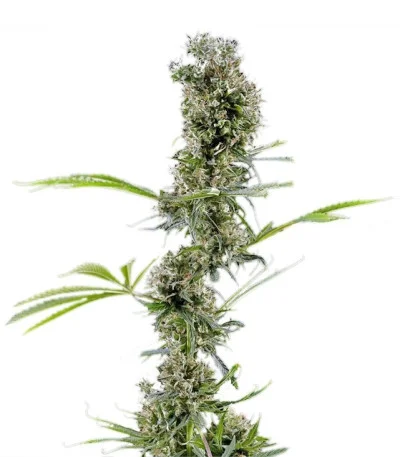 Arjan’s Haze #2 fem