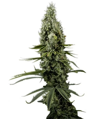Arjan’s Haze #3 fem