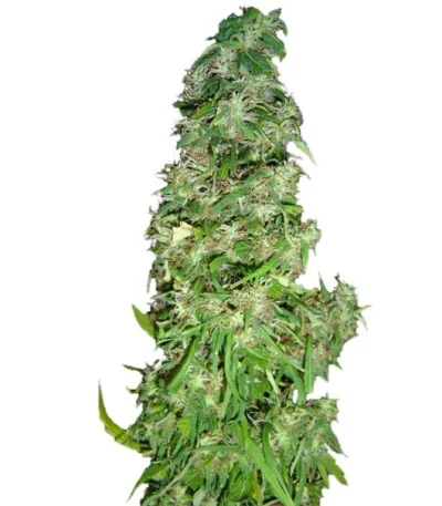 Arjan’s Ultra Haze #2 (Mango Haze) fem