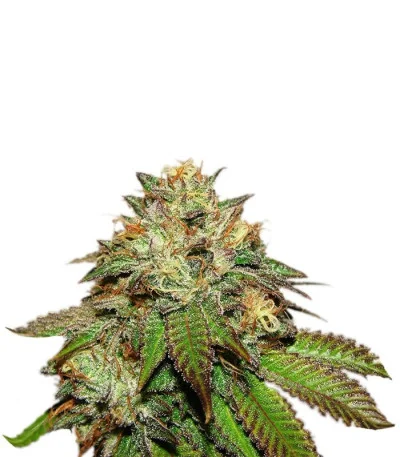 Bubba Kush fem