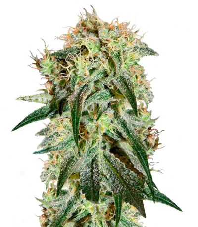 Damn Sour fem