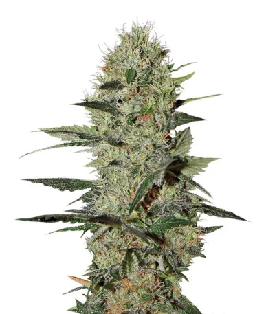 Exodus Cheese Auto fem