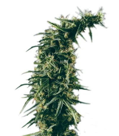 Hawaiian Snow fem