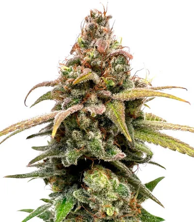 HighCloudZ