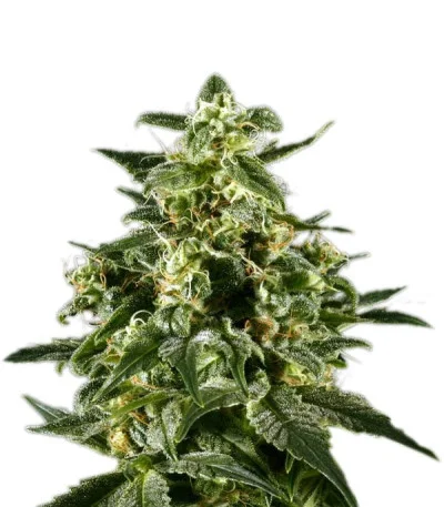 Himalaya Gold fem