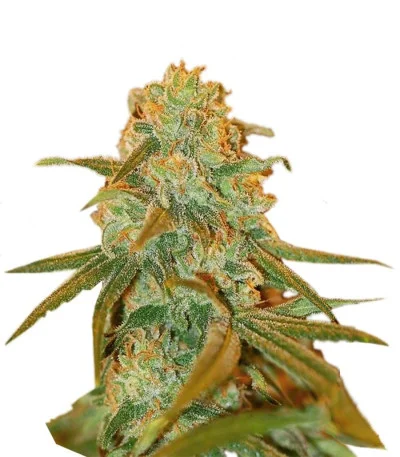 Lemon Skunk fem
