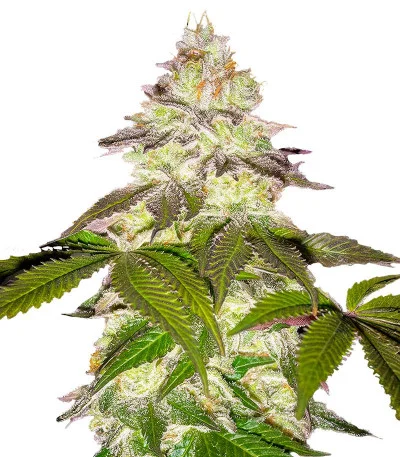 Milky Dreams