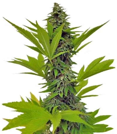 Moby Dick fem