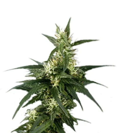 Neville’s Haze fem