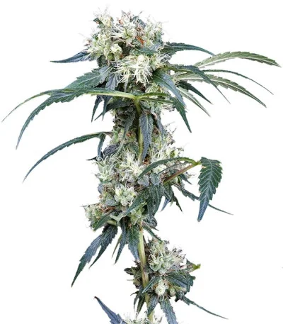 NL5 Haze Mist fem