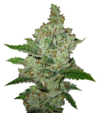 Super Lemon Haze fem