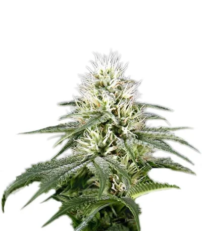 White Rhino fem
